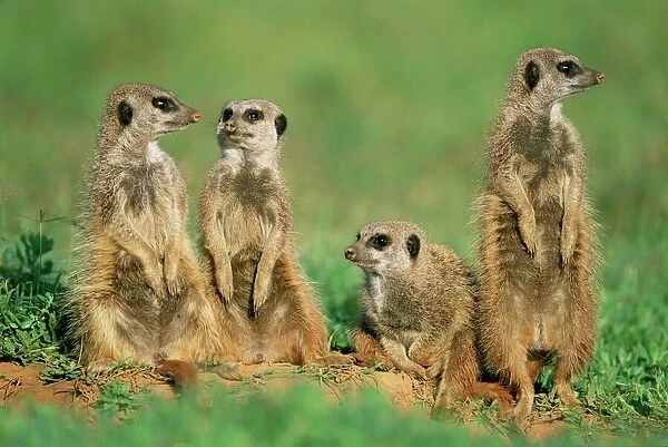 Four meerkats (suricates)