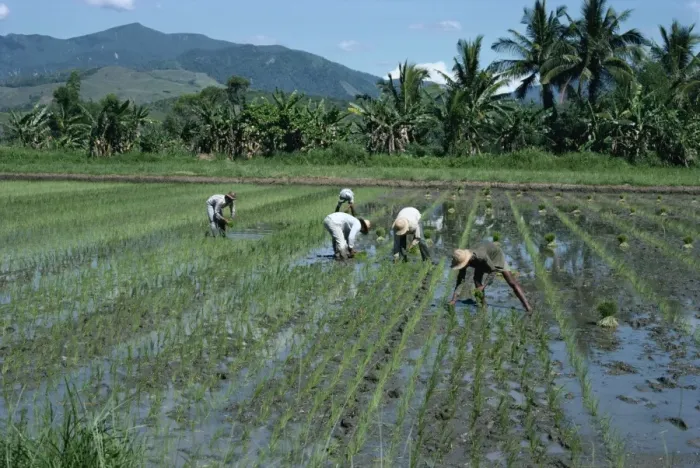 Framed Print : Men in fields planting rice in north Luzon Framed Print : Men in fields planting rice in north Luzon