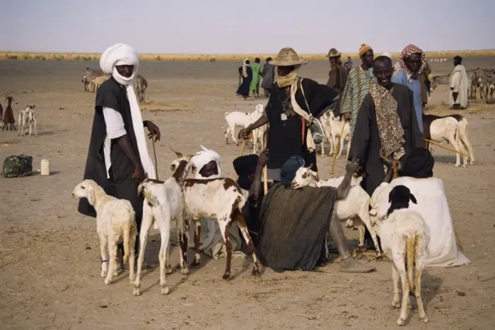 Framed Print : Men and goats on market day, Kanioume, Mali, West Africa, Africa Framed Print : Men and goats on market day, Kanioume, Mali, West Africa, Africa