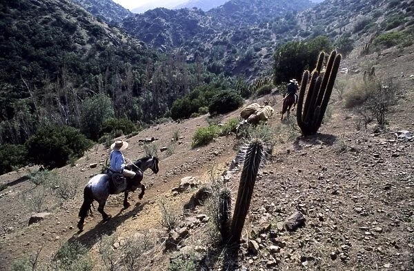 Men on horseback carry supplies to cattle ranch on the outskirts of Santiago