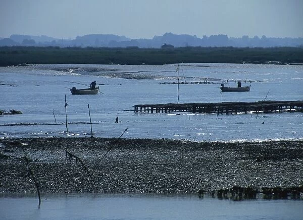 Men in small boats working the oyster beds at Mornac sur Seudre, Poitou Charentes
