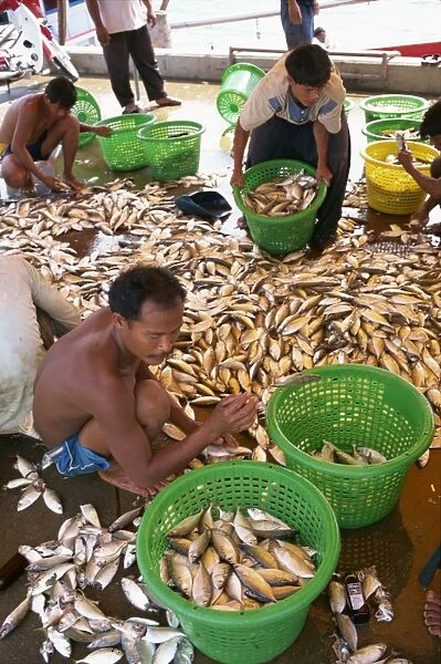 Men sorting fish at Koh Samui