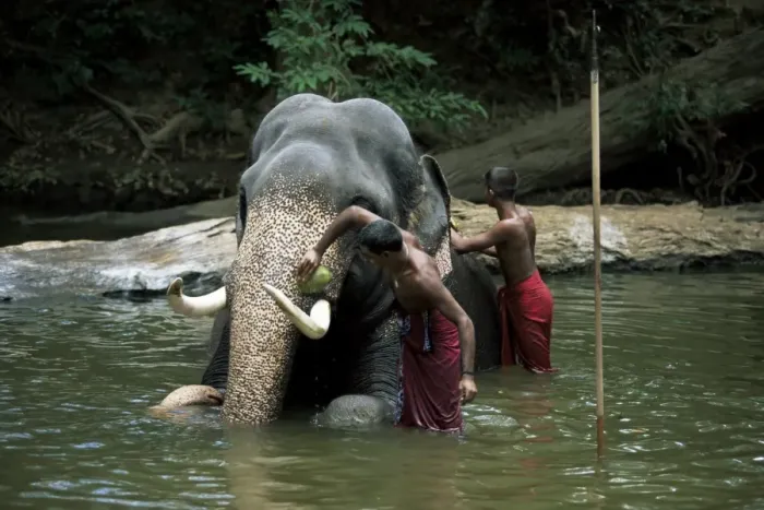 Framed Print : Two men washing an elephant in the river after a working day