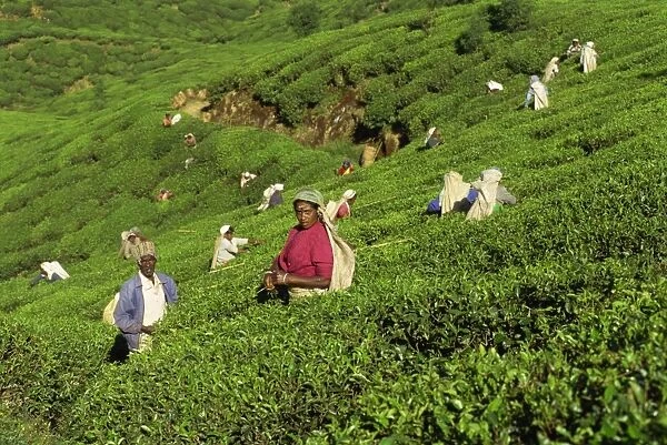 Men and women picking tea on a sloping tea garden near