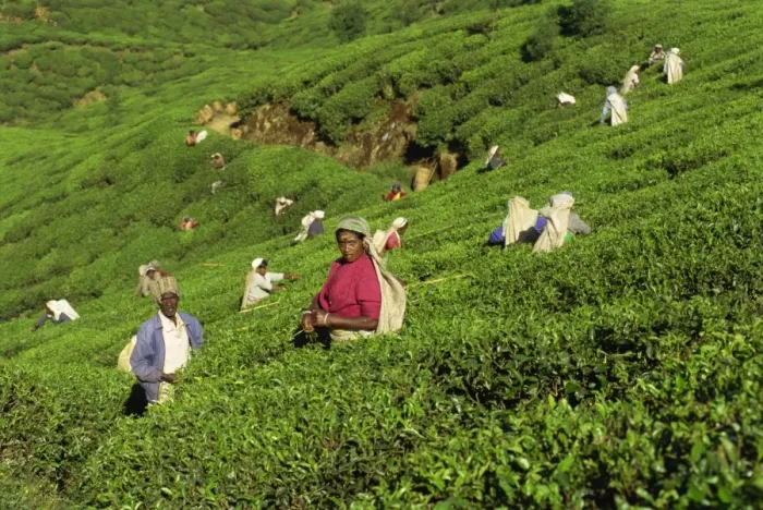 Framed Print : Men and women picking tea on a sloping tea garden near Framed Print : Men and women picking tea on a sloping tea garden near