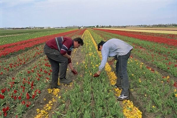 Men working harvesting in the tulip fields at Nordwijkerhout in Holland, Europe