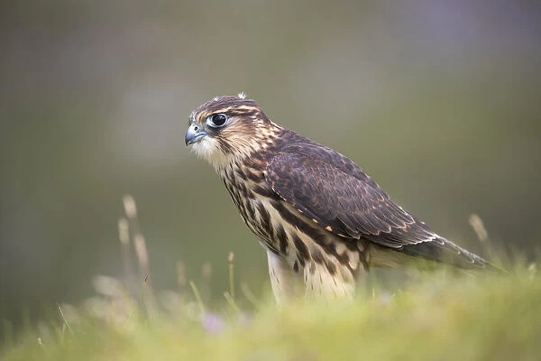 Merlin (Falco columbarius), captive, Cumbria, England, United Kingdom, Europe