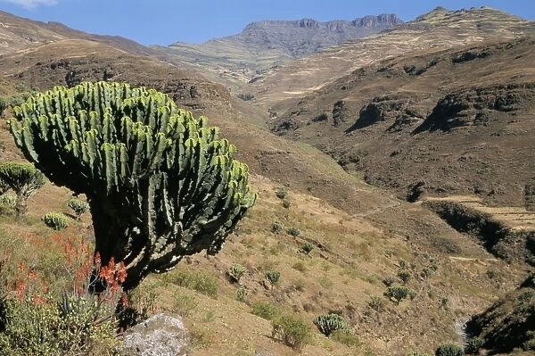 Mersheha River valley, Simien Mountains National Park, Ethiopia, Africa