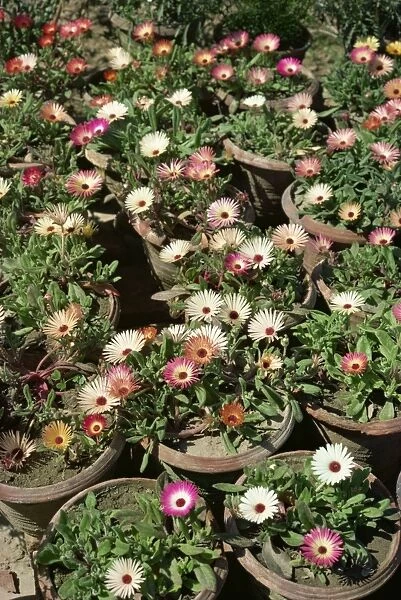 Mesembryanthemums in pots