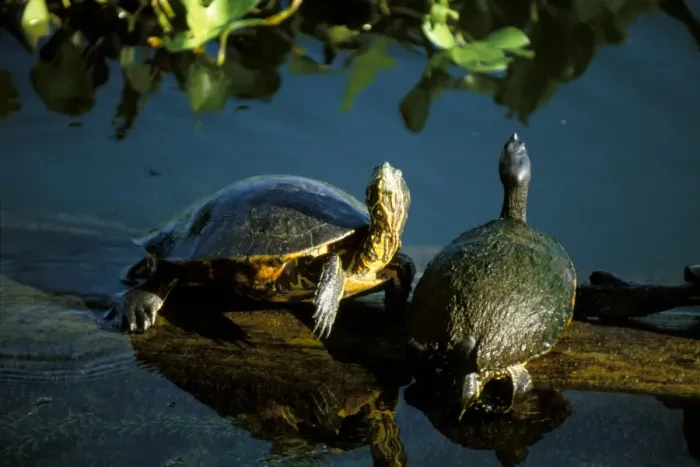 Framed Print : Mesoamerican slider turtles (Trachemys scripta ornata) Framed Print : Mesoamerican slider turtles (Trachemys scripta ornata)