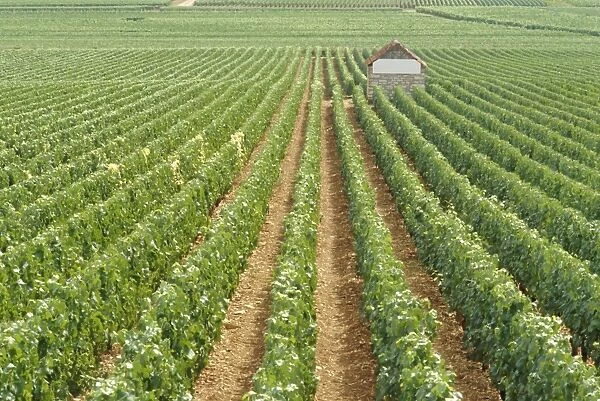 Meursault Genevrieres Premier Cru vineyard, Cote de Beaune, France, Europe