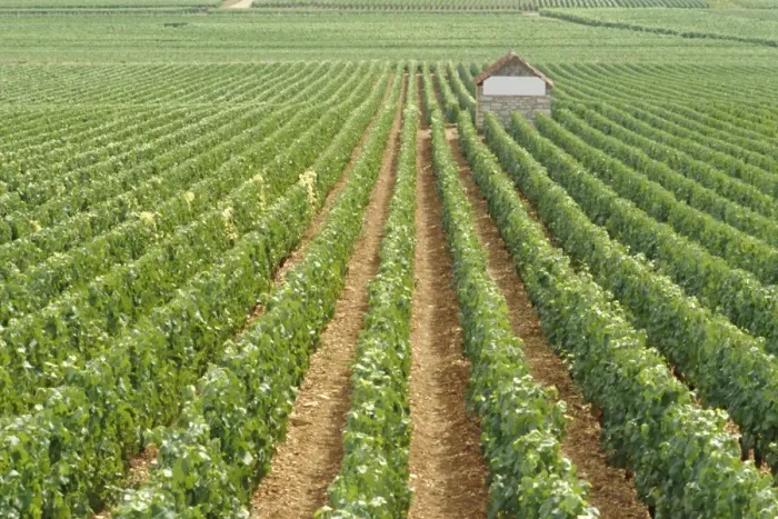 Framed Print : Meursault Genevrieres Premier Cru vineyard, Cote de Beaune, France, Europe Framed Print : Meursault Genevrieres Premier Cru vineyard, Cote de Beaune, France, Europe