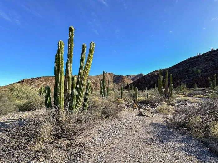 Framed Print : Mexican giant cardon (Pachycereus pringlei), on Isla San Esteban, Baja California, Sea of Cortez, Mexico, North America Framed Print : Mexican giant cardon (Pachycereus pringlei), on Isla San Esteban, Baja California, Sea of Cortez, Mexico, North America
