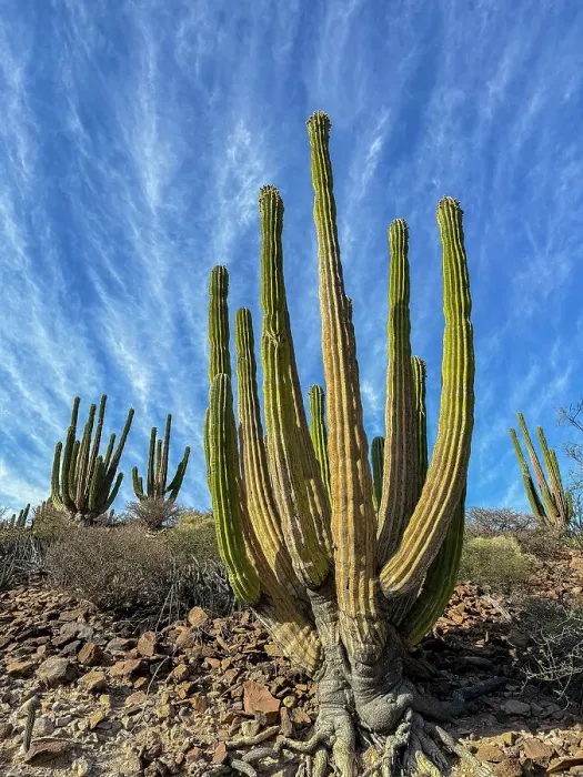 Framed Print : Mexican giant cardon (Pachycereus pringlei), on Isla San Esteban, Baja California, Sea of Cortez, Mexico, North America Framed Print : Mexican giant cardon (Pachycereus pringlei), on Isla San Esteban, Baja California, Sea of Cortez, Mexico, North America