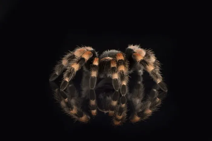 Framed Print : Mexican Red Knee Tarantula (Brachypelma Smithi), captive, Mexico, North America Framed Print : Mexican Red Knee Tarantula (Brachypelma Smithi), captive, Mexico, North America