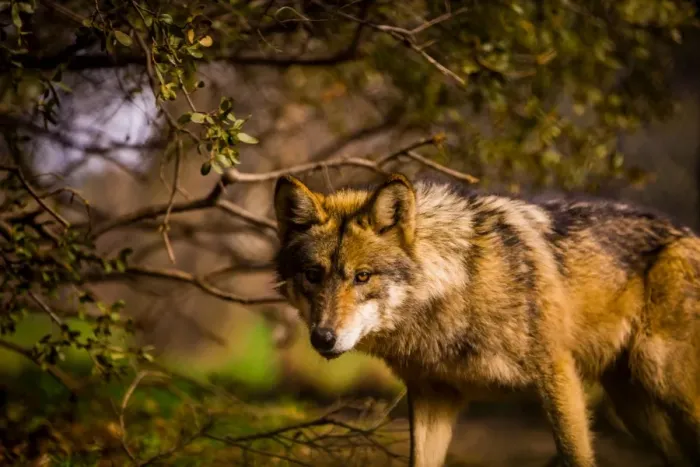 Framed Print : Mexican wolf, Julien, California, United States of America, North America Framed Print : Mexican wolf, Julien, California, United States of America, North America