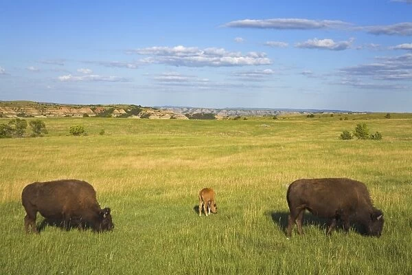 _MG_2555. Bison, Theodore Roosevelt National Park North Unit