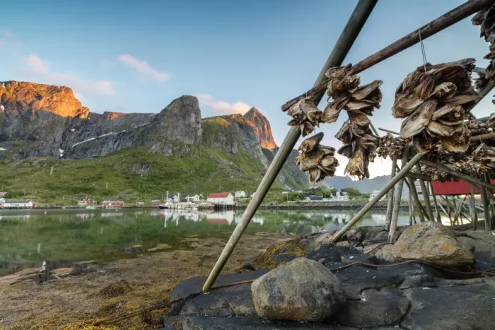 Framed Print : Midnight sun on dried fish framed by fishing village and peaks, Reine, Nordland county Framed Print : Midnight sun on dried fish framed by fishing village and peaks, Reine, Nordland county
