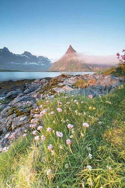 The midnight sun lights up flowers and the rocky peak of Volanstinden surrounded by sea