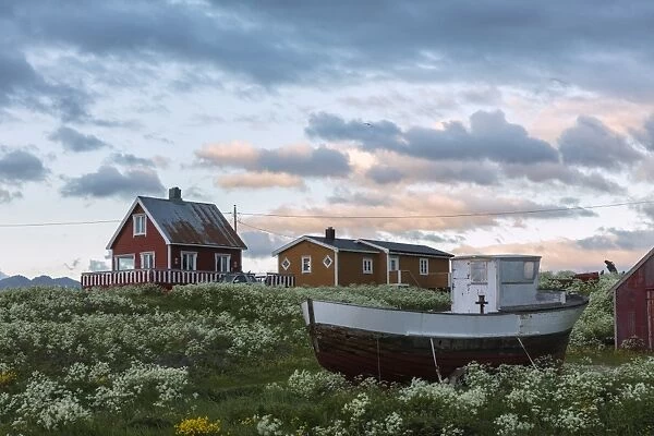 Midnight sun on the wooden houses called rorbu surrounded by blooming flowers, Eggum