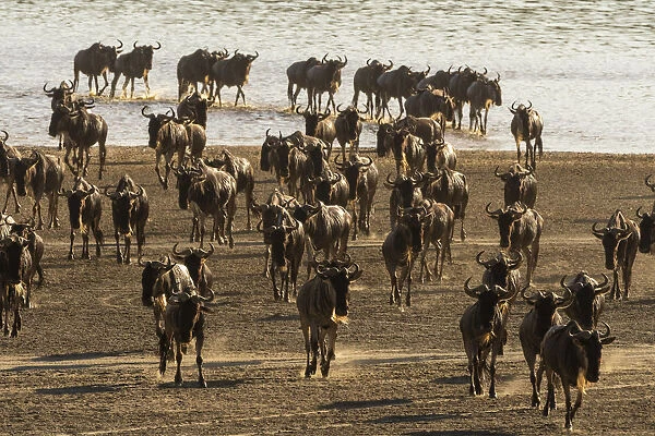 Migrating wildebeest (Chonnochaetes tautinus) crossing Lake Ndutu, Serengeti, UNESCO