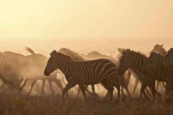 The Migration, common zebra (plains zebra) (Burchells zebra) (Equus burchelli)