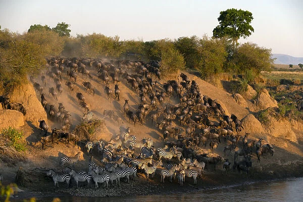 Migratory blue wildebeest (Connochaetes taurinus) crossing the Mara River