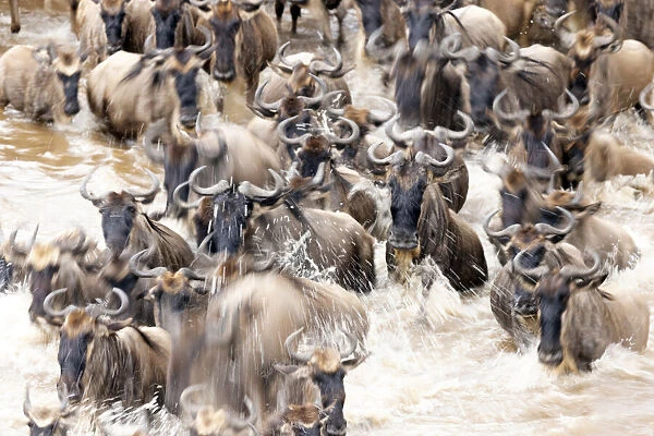 Migratory blue wildebeest (Connochaetes taurinus) crossing the Mara River