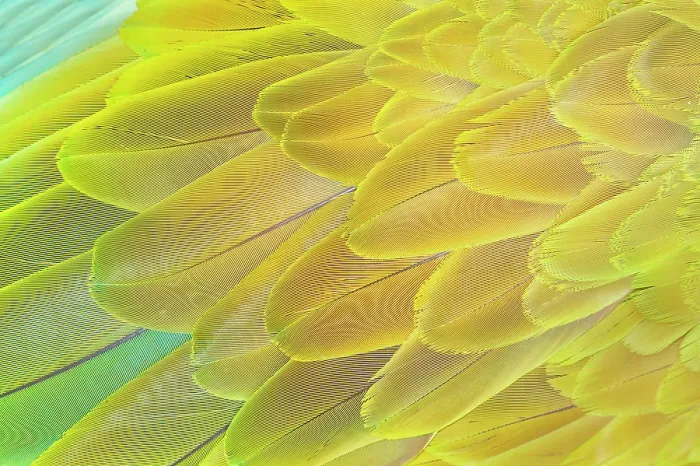 Framed Print : Military macaw (Ara militaris) feathers, close-up, Costa Rica, Central America Framed Print : Military macaw (Ara militaris) feathers, close-up, Costa Rica, Central America
