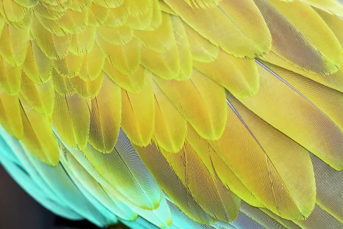 Framed Print : Military macaw (Ara militaris) feathers, close-up, Costa Rica, Central America Framed Print : Military macaw (Ara militaris) feathers, close-up, Costa Rica, Central America