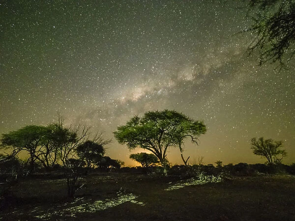 The milky way over acacia trees at night in the Okavango Delta, Botswana, Africa