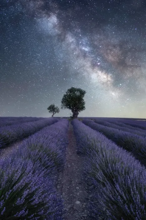 Framed Print : Milky way above a lavender field and two small trees on the Plateau de Valensole, Provence, France, Europe Framed Print : Milky way above a lavender field and two small trees on the Plateau de Valensole, Provence, France, Europe