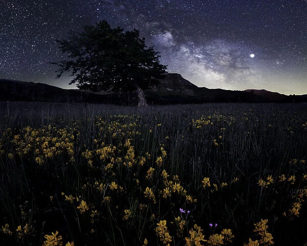 Milky Way at Prati di Sara with yellow flowers in the foreground and bent tree