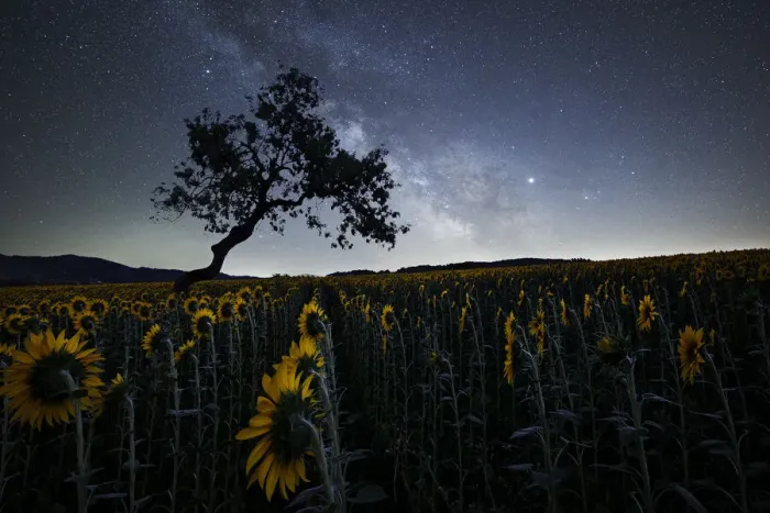 Framed Print : Milky Way above a sunflowers field with a bent tree silhouette, Emilia Romagna, Italy Framed Print : Milky Way above a sunflowers field with a bent tree silhouette, Emilia Romagna, Italy
