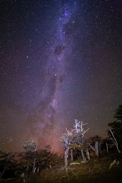 Milky Way above trees, Los Glaciares National Park, UNESCO World Heritage Site, Patagonia, Argentina, South America