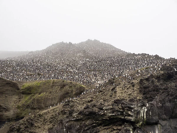 Over a million chinstrap penguins (Pygoscelis antarcticus), on Zavodovski Island, South Sandwich Islands, South Atlantic, Polar Regions