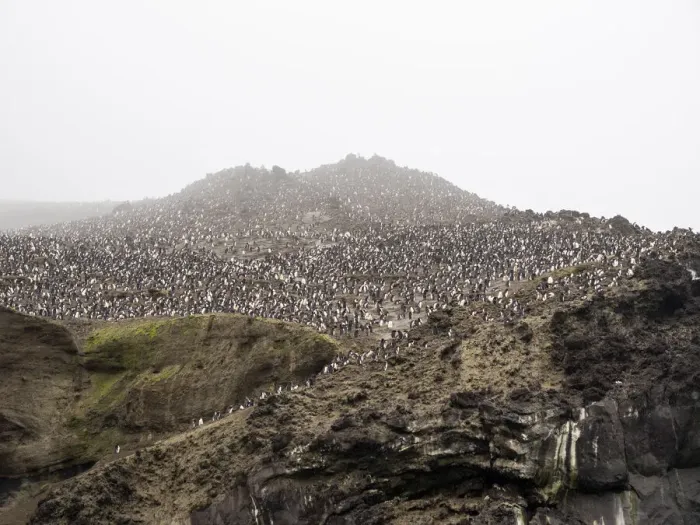 Framed Print : Over a million chinstrap penguins (Pygoscelis antarcticus), on Zavodovski Island, South Sandwich Islands, South Atlantic, Polar Regions Framed Print : Over a million chinstrap penguins (Pygoscelis antarcticus), on Zavodovski Island, South Sandwich Islands, South Atlantic, Polar Regions