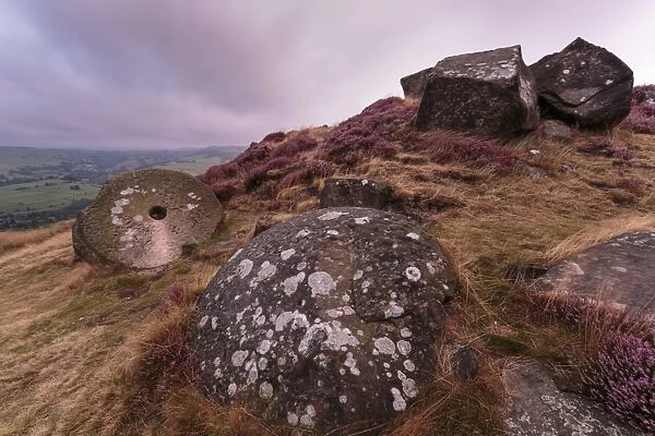 Millstone amongst heather and lichen covered boulders at dawn, Curbar Edge, late summer, Peak District, Derbyshire, England, United Kingdom, Europe