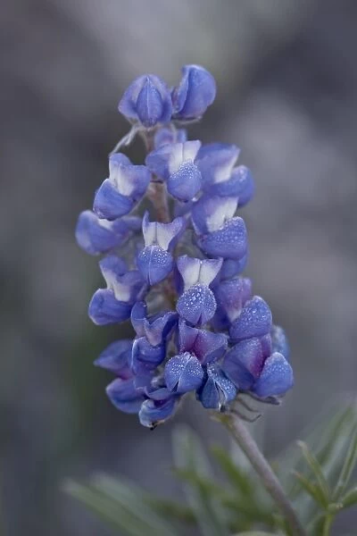 Miniature Lupine (Lupinus bicolor), Shoshone National Forest, Wyoming, United States of America