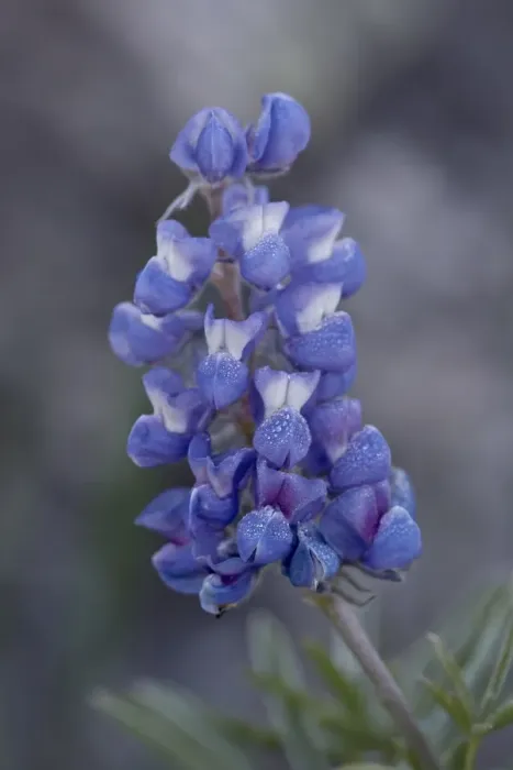 Framed Print : Miniature Lupine (Lupinus bicolor), Shoshone National Forest, Wyoming, United States of America Framed Print : Miniature Lupine (Lupinus bicolor), Shoshone National Forest, Wyoming, United States of America