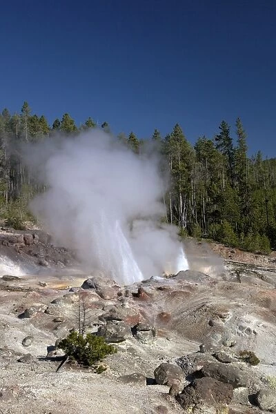Minor eruption from Steamboat Geyser, Norris Geyser Basin, Yellowstone National Park, UNESCO World Heritage Site, Wyoming, United States of America, North America