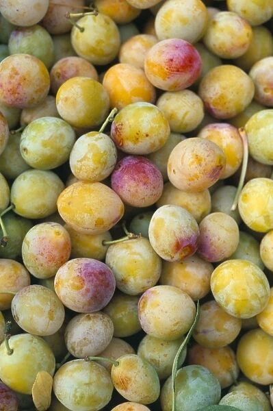 Mirabelle plum harvest, Hattonville region, Meuse, Lorraine, France, Europe