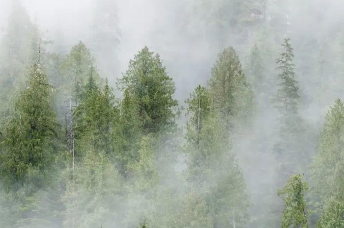 Framed Print : Mist covered pine trees in Great Bear Rainforest, British Columbia, Canada, North America Framed Print : Mist covered pine trees in Great Bear Rainforest, British Columbia, Canada, North America