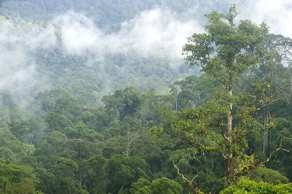 Mist rises from primary rainforest at dawn, Maliau Basin Conservation Area, Sabah, Borneo, Malaysia, Southeast Asia, Asia