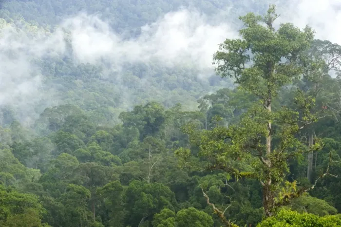 Framed Print : Mist rises from primary rainforest at dawn, Maliau Basin Conservation Area, Sabah, Borneo, Malaysia, Southeast Asia, Asia