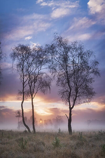 Misty cool Autumn daybreak at Strensall Common Nature Reserve near York, North Yorkshire