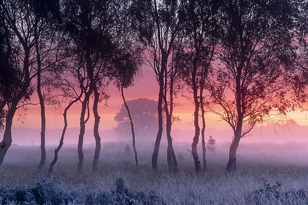 A misty cool sunrise over Strensall Common near York, North Yorkshire, UK
