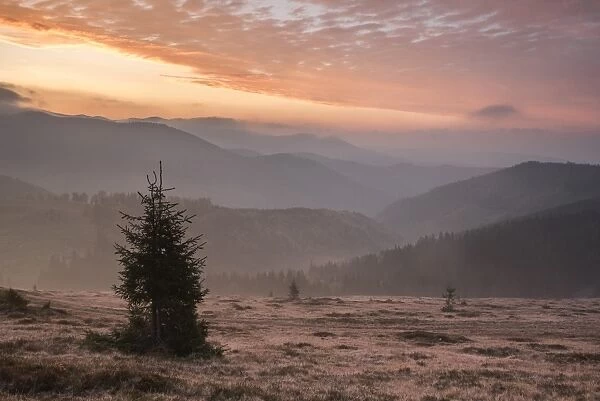 Misty forest and Carpathian Mountains landscape at sunrise, Ranca, Parang Mountains