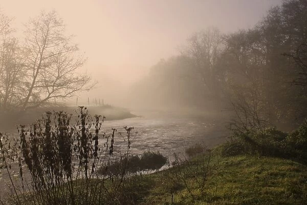 Misty morning, Exe Valley, Devon, England, United Kingdom, Europe