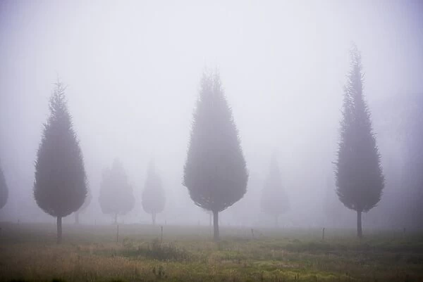 Misty poplar tree landscape, Hacienda Zuleta, Imbabura, Ecuador, South America